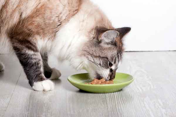 میزان غذای گربه