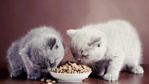غذای خشک گربه