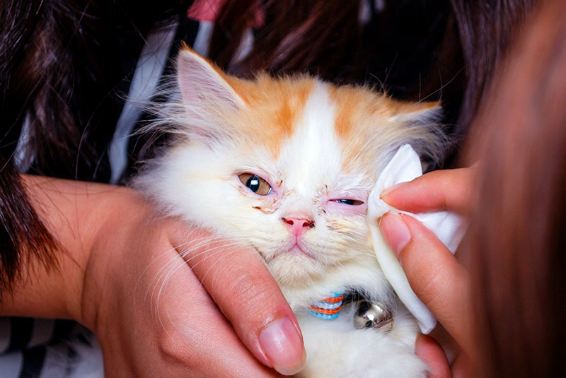 عفونت چشم گربه