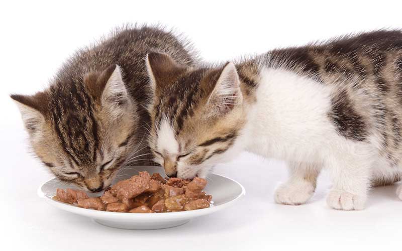 غذای کنسروی گربه