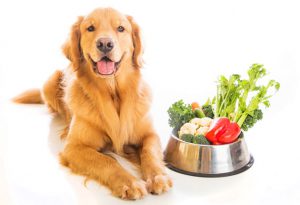 سبزیجات غذای سگ