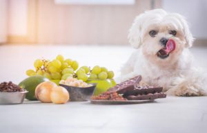 غذای خطرناک برای سگ